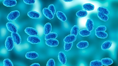 An illustration of a colony of the Bordetella pertussis bacterium that causes pertussis, or whooping cough. As of Aug. 10, there were 64,467 cases reported this year, according to the latest data from the Japan Institute for Health Security. An illustration of a colony of the Bordetella pertussis bacterium that causes pertussis, or whooping cough. As of Aug. 10, there were 64,467 cases reported this year, according to the latest data from the Japan Institute for Health Security.