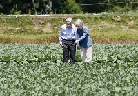 Emperor Emeritus Akihito and Empress Emerita Michiko strolled through a cabbage field in Ohinata settlement in Karuizawa, Nagano Prefecture, on Saturday. | POOL / VIA JIJI