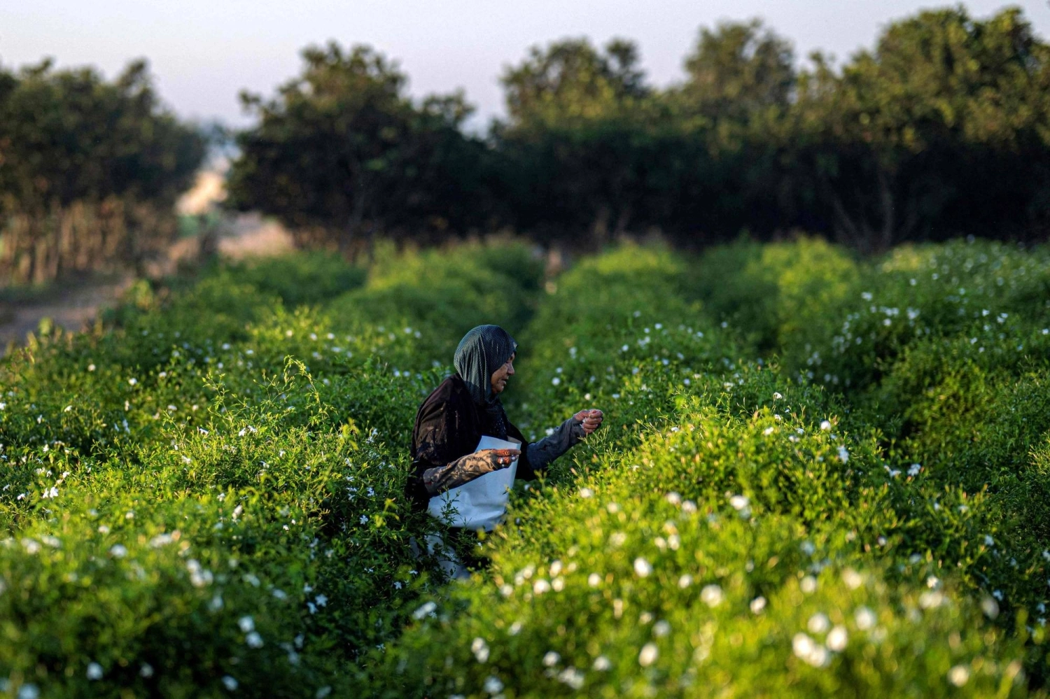 An agricultural worker harvests jasmine flowers at sunrise at a field in the village of Shubra Balula on July 7. An agricultural worker harvests jasmine flowers at sunrise at a field in the village of Shubra Balula on July 7.