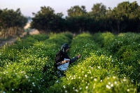 An agricultural worker harvests jasmine flowers at sunrise at a field in the village of Shubra Balula on July 7. | AFP-JIJI