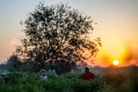 Agricultural workers harvest jasmine flowers at sunrise at a field in the village of Shubra Balula in Egypt's northern Nile delta province of Gharbiya on July 7. | AFP-JIJI