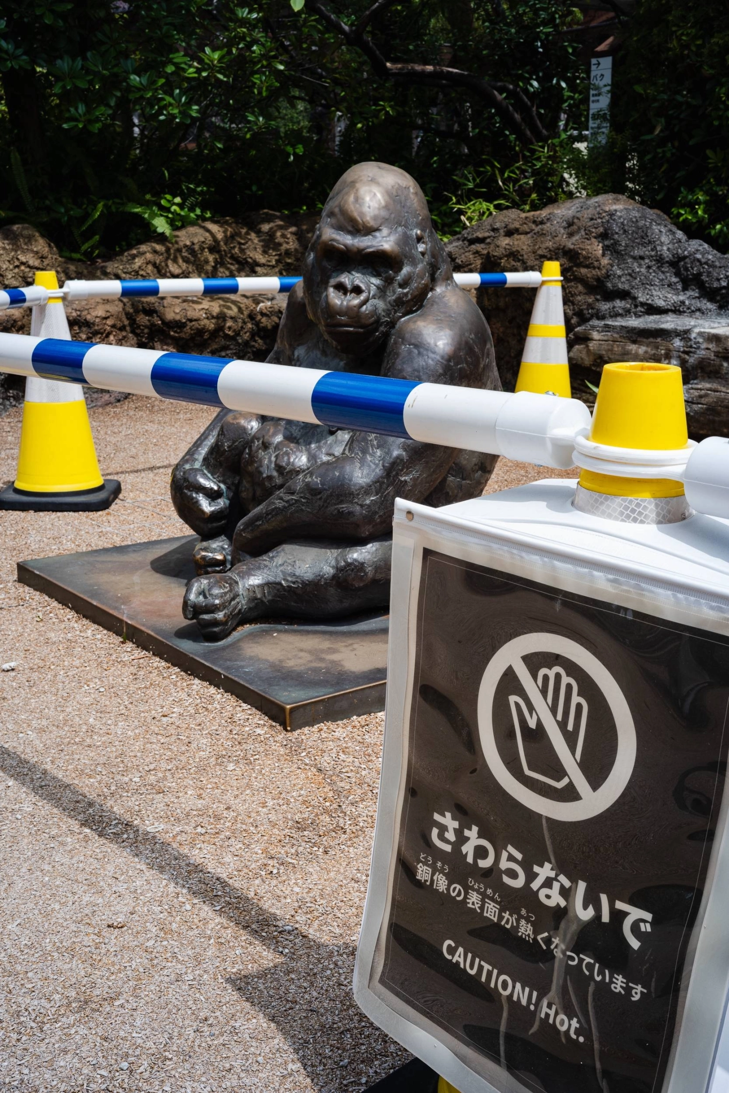 A statue of a gorilla at Ueno Zoo is behind barricades to prevent visitors from touching it due to high temperatures on Thursday.  A statue of a gorilla at Ueno Zoo is behind barricades to prevent visitors from touching it due to high temperatures on Thursday.