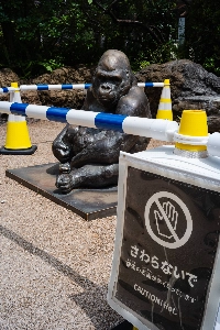 A statue of a gorilla at Ueno Zoo is behind barricades to prevent visitors from touching it due to high temperatures on Thursday.  | JOHAN BROOKS