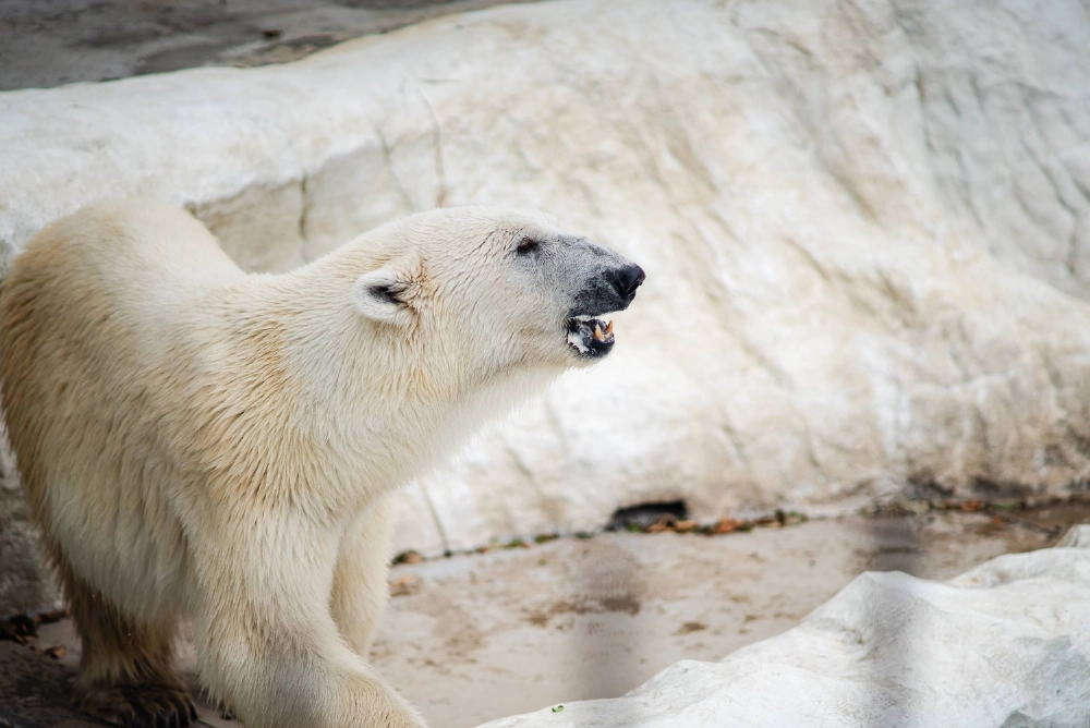 A polar bear at Ueno Zoo in Tokyo on Thursday. The Arctic animals are among the most vulnerable species to Japan's scorching summer heat and zookeepers have to take a number of precautions in order to keep them safe.  A polar bear at Ueno Zoo in Tokyo on Thursday. The Arctic animals are among the most vulnerable species to Japan's scorching summer heat and zookeepers have to take a number of precautions in order to keep them safe.