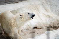 A polar bear at Ueno Zoo in Tokyo on Thursday. The Arctic animals are among the most vulnerable species to Japan's scorching summer heat and zookeepers have to take a number of precautions in order to keep them safe.  | JOHAN BROOKS