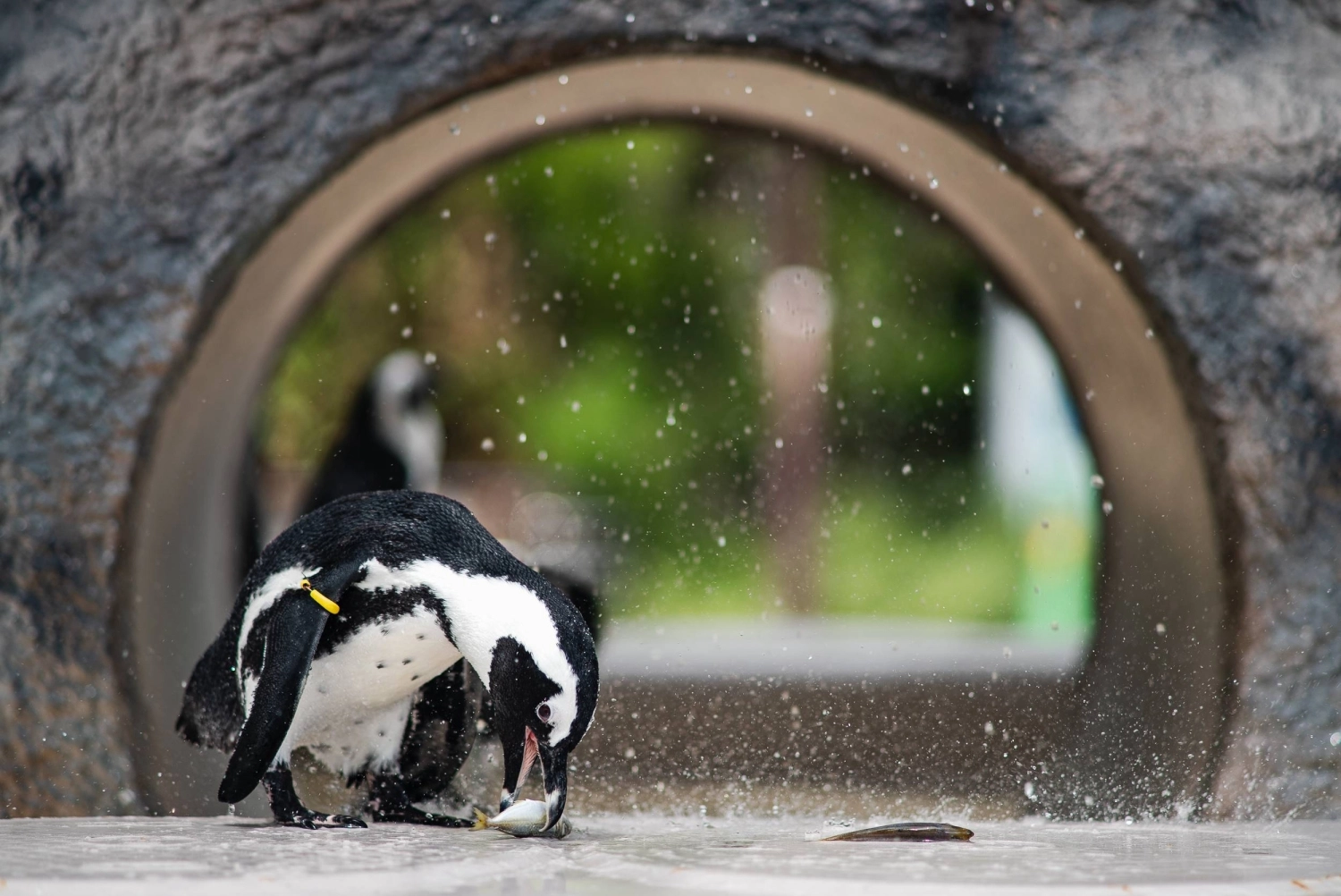 Despite their frigid natural habitats, penguins are surprisingly well-adapted to high summer temperatures.  Despite their frigid natural habitats, penguins are surprisingly well-adapted to high summer temperatures.
