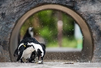 Despite their frigid natural habitats, penguins are surprisingly well-adapted to high summer temperatures.  | JOHAN BROOKS
