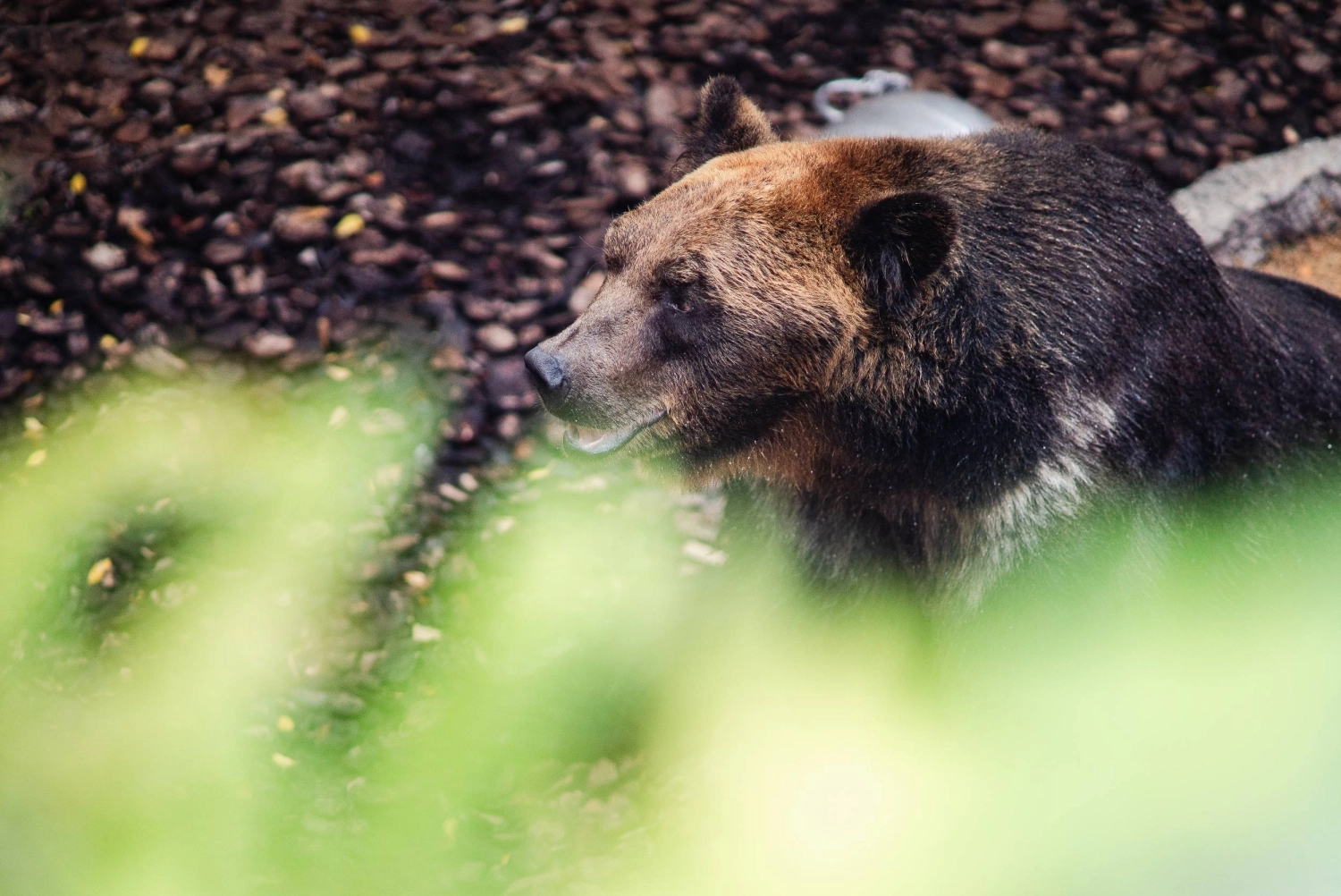A brown bear at Ueno Zoo in Tokyo. Animals that have lived in captivity from a young age tend to be better adapted to Tokyo's hot summers.  A brown bear at Ueno Zoo in Tokyo. Animals that have lived in captivity from a young age tend to be better adapted to Tokyo's hot summers.