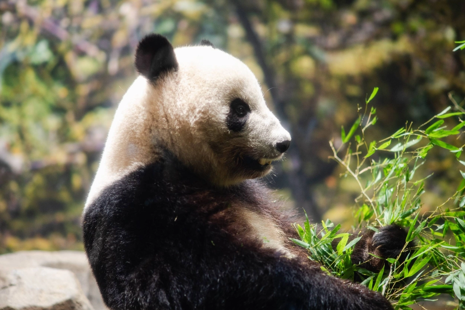 For Ueno Zoo’s giant pandas, the air conditioning in the room connected to their outdoor enclosure is kept at around 25 C. For Ueno Zoo’s giant pandas, the air conditioning in the room connected to their outdoor enclosure is kept at around 25 C.