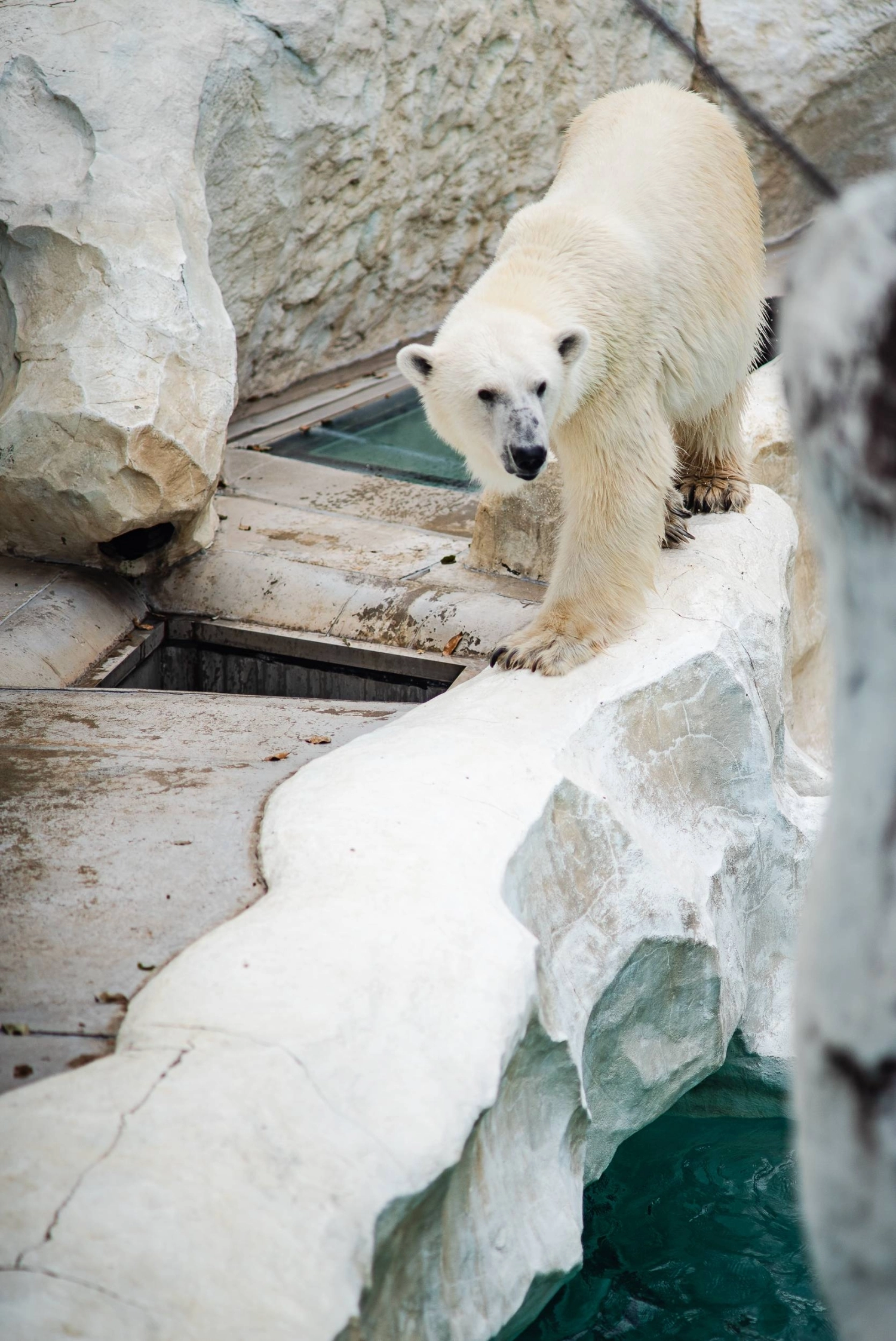 Extreme heat has forced Ueno Zoo to limit the hours during which visitors can see the two polar bears.  Extreme heat has forced Ueno Zoo to limit the hours during which visitors can see the two polar bears.
