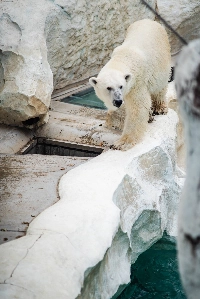 Extreme heat has forced Ueno Zoo to limit the hours during which visitors can see the two polar bears.  | JOHAN BROOKS