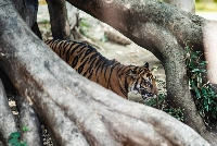 A Tiger at Ueno Zoo in Tokyo on Thursday.  | JOHAN BROOKS