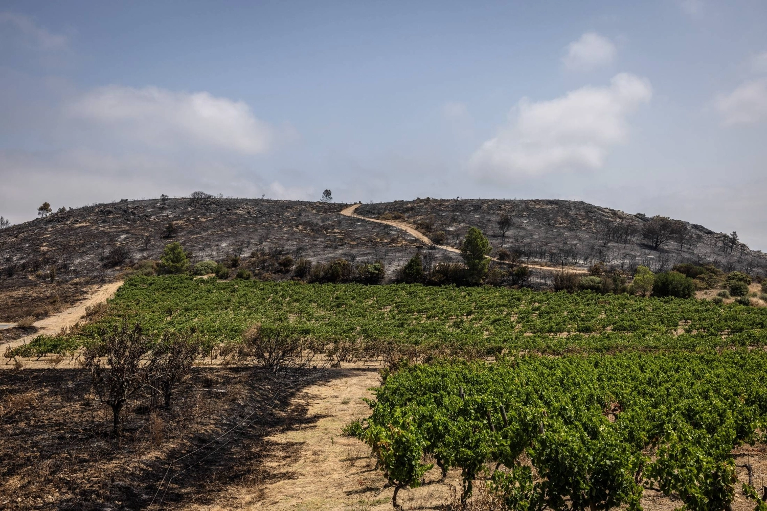 Vineyards and well-maintained wilderness areas often survived the blazes that burned large swaths of land in Europe. Vineyards and well-maintained wilderness areas often survived the blazes that burned large swaths of land in Europe.