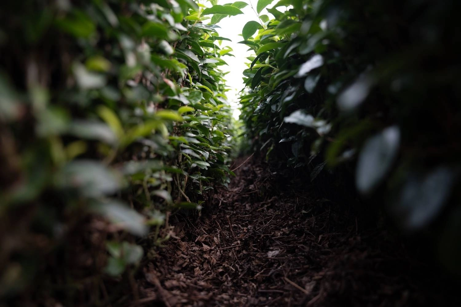 Chagusaba mulch from previous seasons is piled up in between rows of tea leaves at a farm in Kakegawa, Shizuoka Prefecture. Chagusaba mulch from previous seasons is piled up in between rows of tea leaves at a farm in Kakegawa, Shizuoka Prefecture.