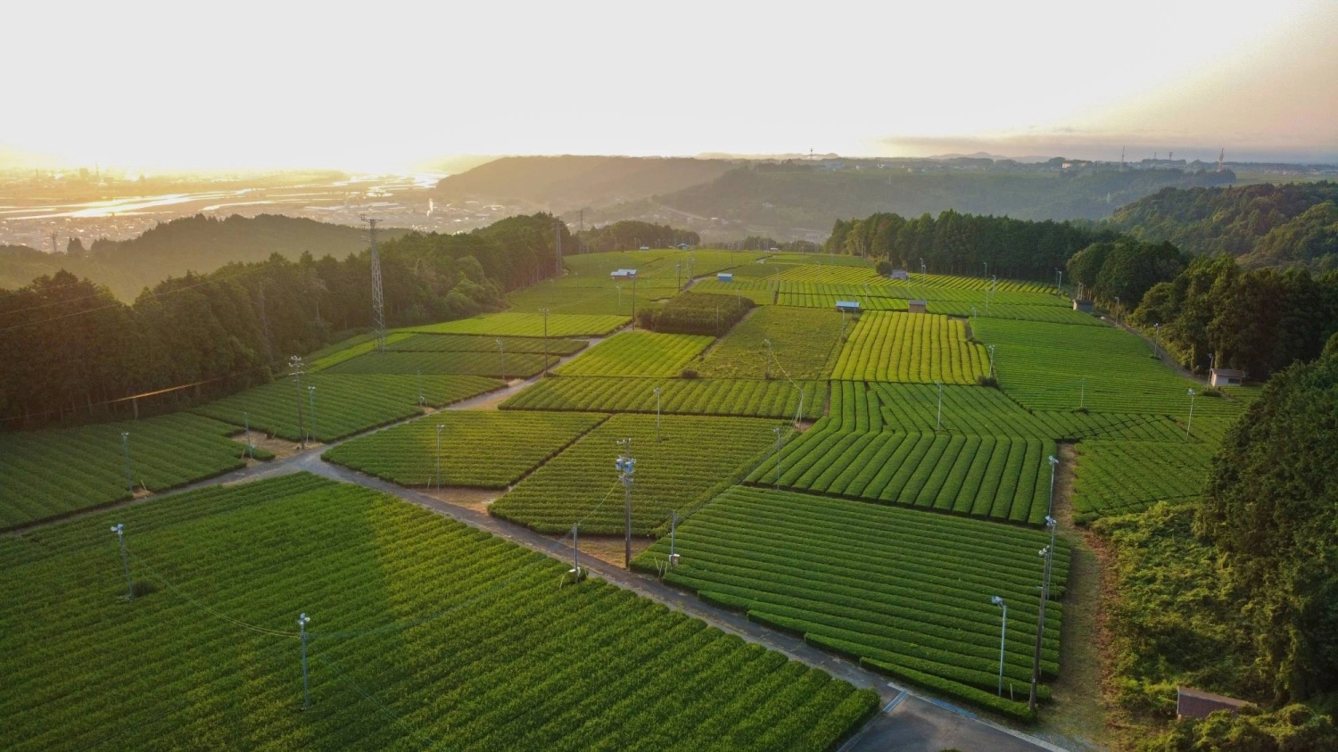 The chagusaba process is inefficient and time-consuming and, despite all its benefits, farmers are turning to other methods for tea cultivation. The chagusaba process is inefficient and time-consuming and, despite all its benefits, farmers are turning to other methods for tea cultivation.