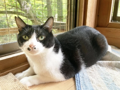 Cymbal is a shy but sweet cat with distinctive markings and a gentle demeanor. Cymbal is a shy but sweet cat with distinctive markings and a gentle demeanor.