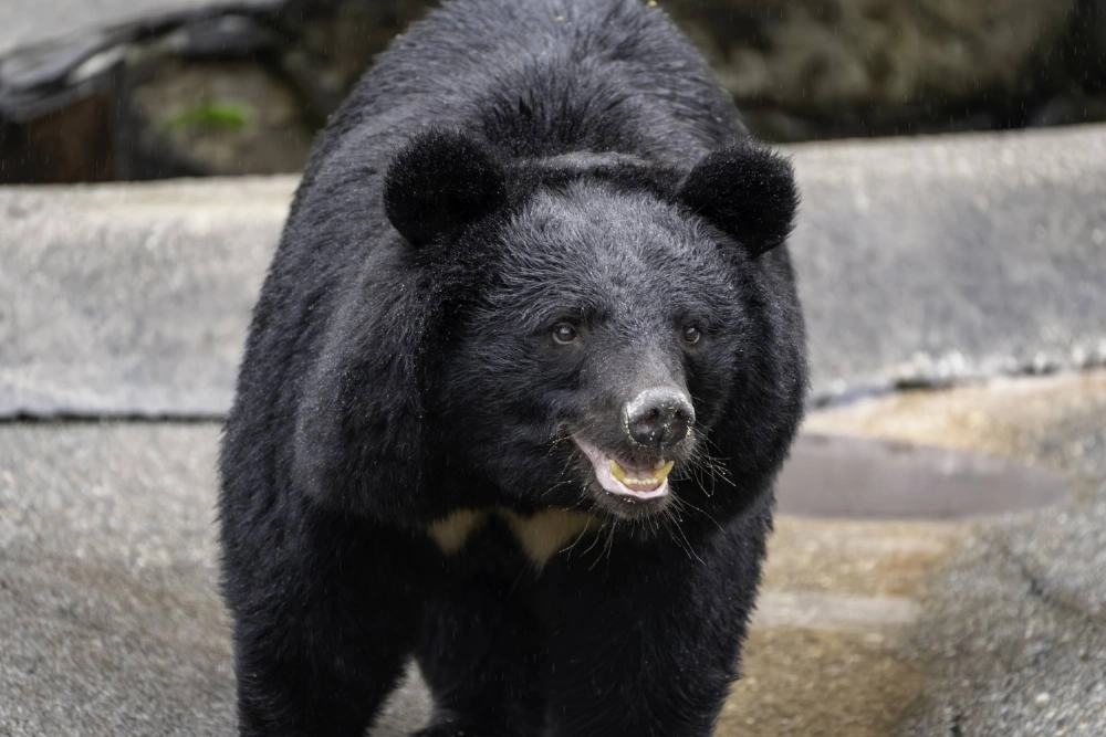 The Environment Ministry and other government agencies decided to strengthen calls for caution, as bear sightings are feared to increase this autumn. The Environment Ministry and other government agencies decided to strengthen calls for caution, as bear sightings are feared to increase this autumn.