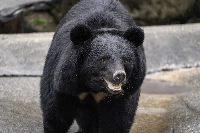 The Environment Ministry and other government agencies decided to strengthen calls for caution, as bear sightings are feared to increase this autumn. | GETTY IMAGES