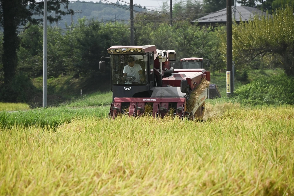 A farmer harvests rice with a combine harvester in a paddy field in Otawara, Tochigi Prefecture, last month.  A farmer harvests rice with a combine harvester in a paddy field in Otawara, Tochigi Prefecture, last month.