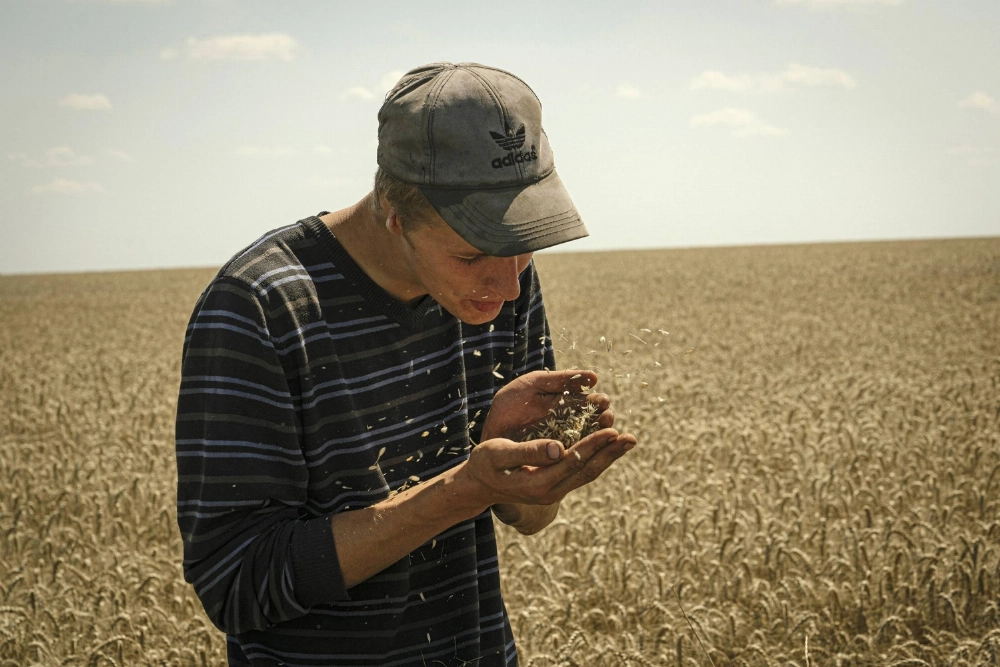 A wheat harvest in Ukraine A wheat harvest in Ukraine
