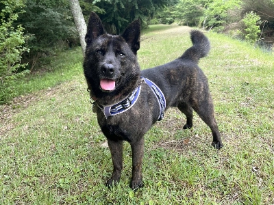 Bronte is no featherweight at 16 kilograms, but his personality and energy are buoyant indeed. Bronte is no featherweight at 16 kilograms, but his personality and energy are buoyant indeed.