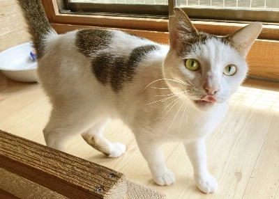 Kashata will most likely settle in well in a home with another cat companion. Kashata will most likely settle in well in a home with another cat companion.