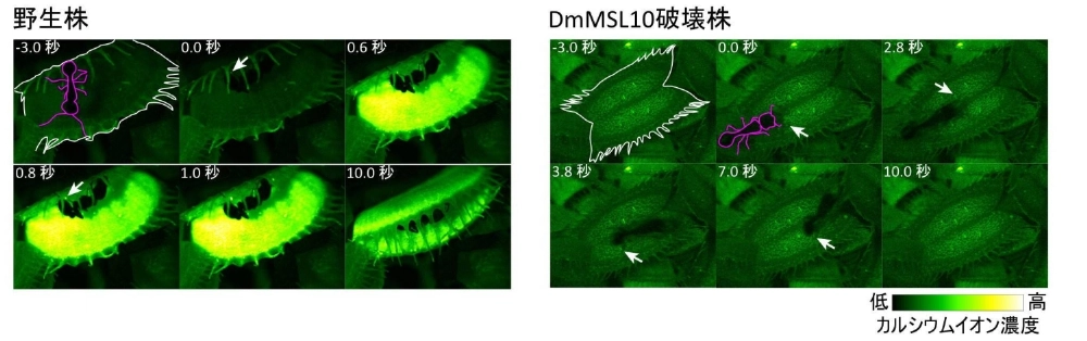 The Venus flytrap (left), which is made to glow according to calcium ion levels, reacts when exposed to touch stimulus, while the touch sensor gene-disabled Venus flytrap (right) does not. The Venus flytrap (left), which is made to glow according to calcium ion levels, reacts when exposed to touch stimulus, while the touch sensor gene-disabled Venus flytrap (right) does not.