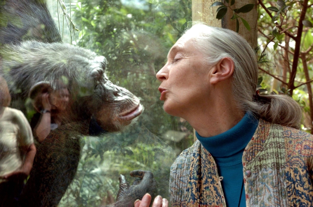 Jane Goodall communicates with a chimp named Nana in June 2004 at a zoo in Magdeburg, Germany. She was the world's foremost authority on chimpanzees. Jane Goodall communicates with a chimp named Nana in June 2004 at a zoo in Magdeburg, Germany. She was the world's foremost authority on chimpanzees.