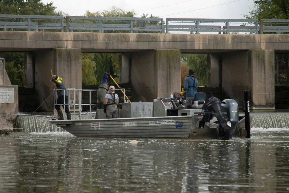A Fisheries and Oceans Canada team patrols the Grand River in Dunnville, Ontario, in search of invasive grass carp specimens on Sept. 25. A Fisheries and Oceans Canada team patrols the Grand River in Dunnville, Ontario, in search of invasive grass carp specimens on Sept. 25.