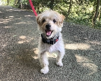 Though he can be a bit wary of strangers, Thales often gets so excited around humans that he simply can’t sit still. | CHIHIRO NAGATA