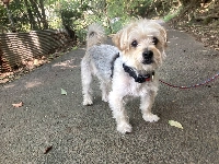 Thales is 10 years old, but has the vigor and good cheer of a much younger dog. | CHIHIRO NAGATA