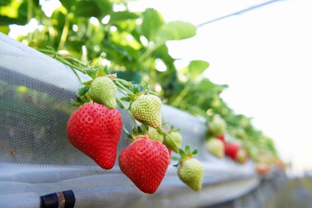 Amaou strawberries grown in a greenhouse Amaou strawberries grown in a greenhouse