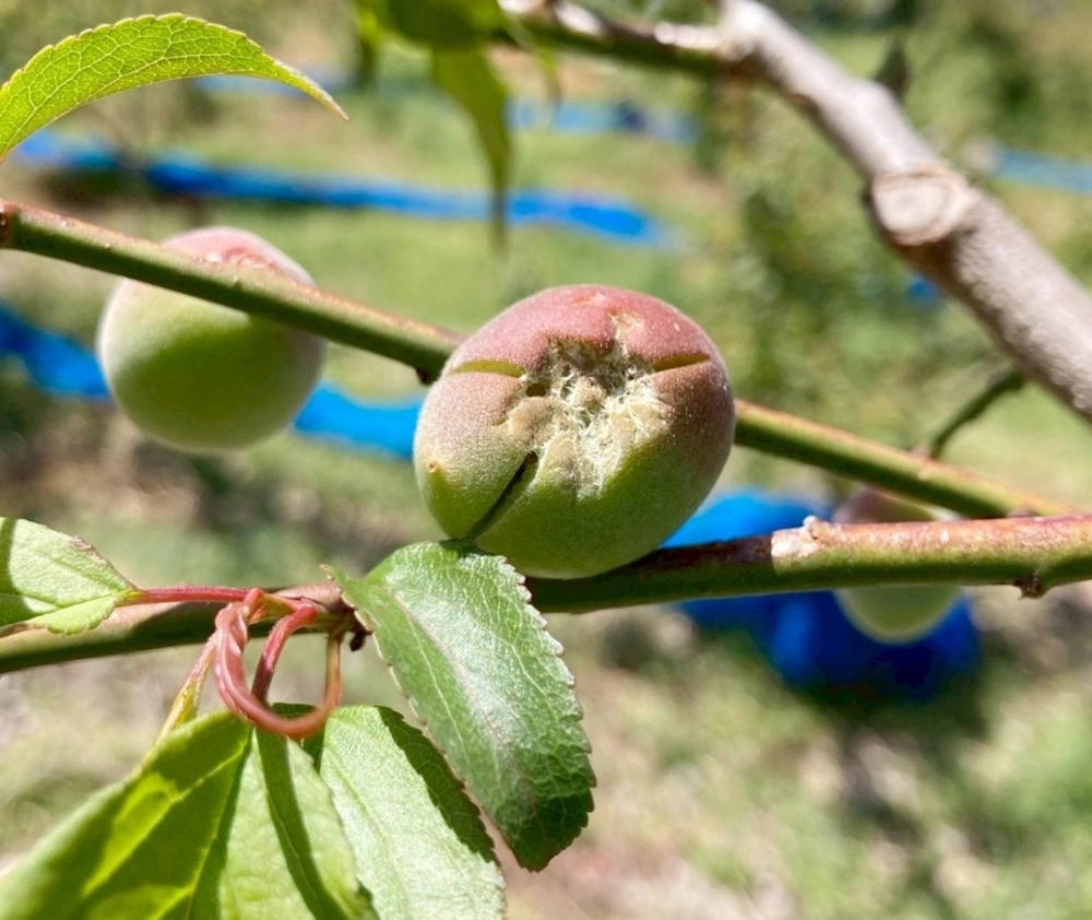 Ume plums with scratches caused by a hailstorm Ume plums with scratches caused by a hailstorm