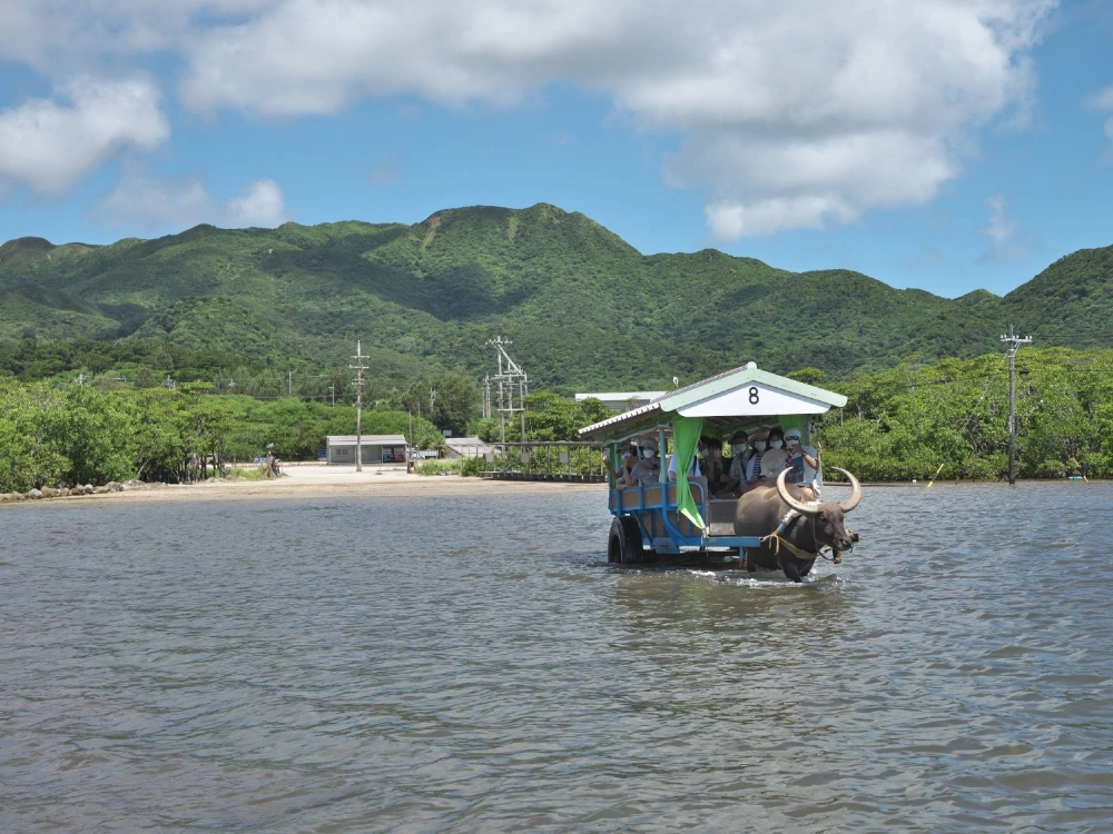 A sightseeing cart drawn by a water buffalo in Yubu Island in Okinawa Prefecture A sightseeing cart drawn by a water buffalo in Yubu Island in Okinawa Prefecture