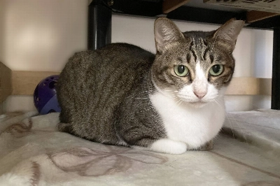 Jimena’s name means “listener,” and since coming to ARK she remains ever cautious and attentive in her surroundings. Jimena’s name means “listener,” and since coming to ARK she remains ever cautious and attentive in her surroundings.