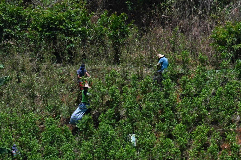 Workers at a coca plantation in Colombia. Experts say the U.S. strikes on narcotics traffickers are having no real impact on Latin America's drug trade. Workers at a coca plantation in Colombia. Experts say the U.S. strikes on narcotics traffickers are having no real impact on Latin America's drug trade.