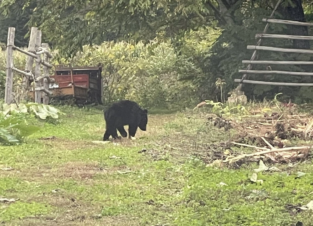 A bear spotted in Kuzumaki, Iwate Prefecture, earlier this month. A bear spotted in Kuzumaki, Iwate Prefecture, earlier this month.