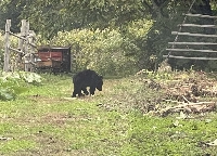 A bear spotted in Kuzumaki, Iwate Prefecture, earlier this month. | Town of Kuzumaki / via JIJI
