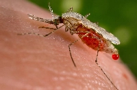 Mosquitoes have been discovered in Iceland in a first for the island nation, which has long been one of the world's mosquito-free places. | CDC / via REUTERS