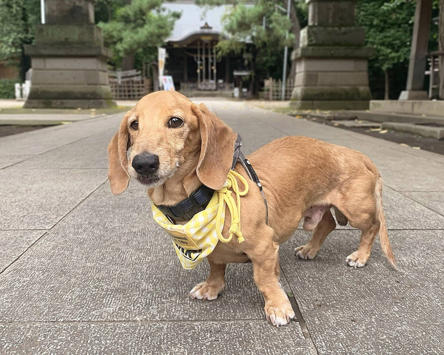 At 11 years old, Genmai is a typical dachshund that loves attention and spending time with humans. At 11 years old, Genmai is a typical dachshund that loves attention and spending time with humans.