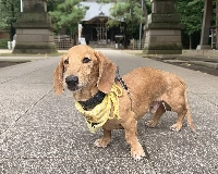 At 11 years old, Genmai is a typical dachshund that loves attention and spending time with humans. | YUKARI YAMAGUCHI