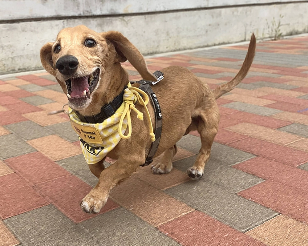 Genmai has made great progress in his recovery after being taken in off the streets with an untreated hernia. Genmai has made great progress in his recovery after being taken in off the streets with an untreated hernia.