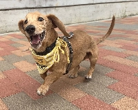 Genmai has made great progress in his recovery after being taken in off the streets with an untreated hernia. | YUKARI YAMAGUCHI