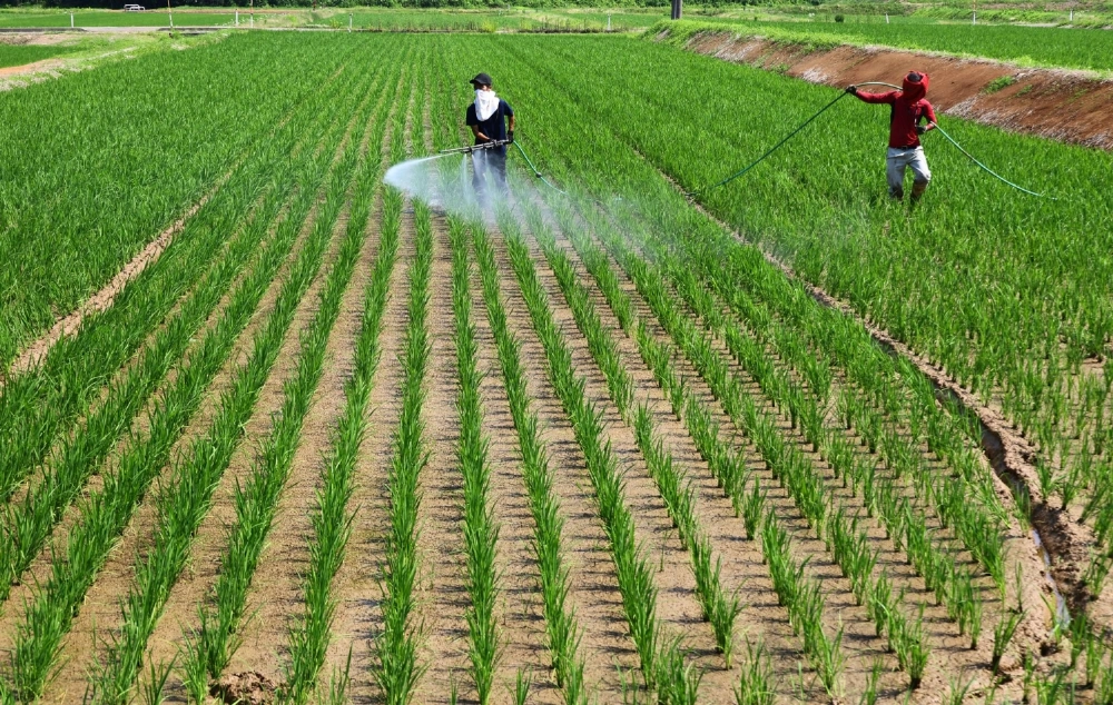 Farmers spray herbicide at a rice farm in Joetsu, Niigata Prefecture, in June. Farmers spray herbicide at a rice farm in Joetsu, Niigata Prefecture, in June.