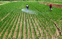 Farmers spray herbicide at a rice farm in Joetsu, Niigata Prefecture, in June. | REUTERS