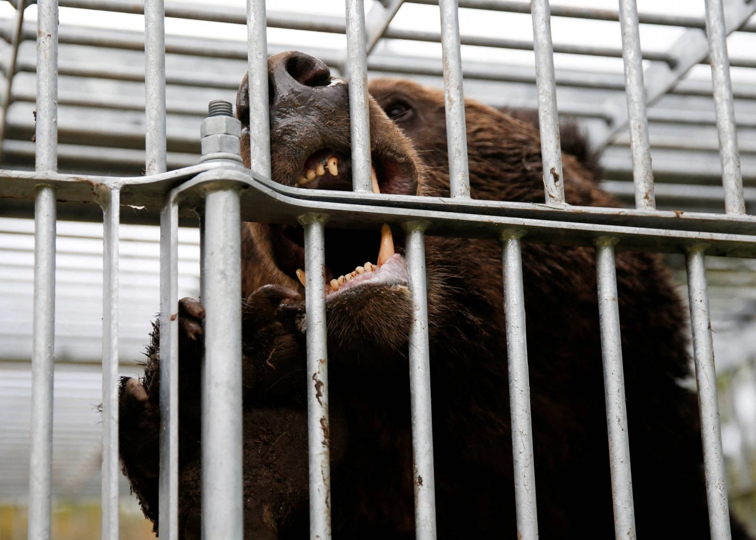 A brown bear gnaws at the cage it is trapped in in Sunagawa, Hokkaido, in October 2024. A brown bear gnaws at the cage it is trapped in in Sunagawa, Hokkaido, in October 2024.