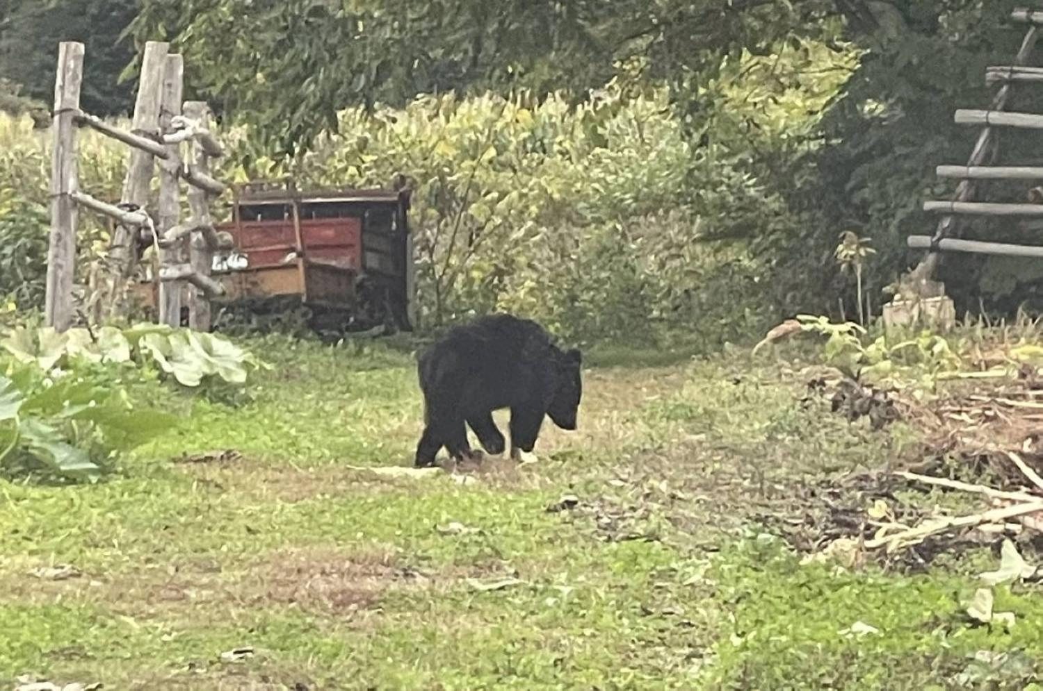 A bear wanders about a field in the town of Kuzumaki in Iwate Prefecture last month. A bear wanders about a field in the town of Kuzumaki in Iwate Prefecture last month.