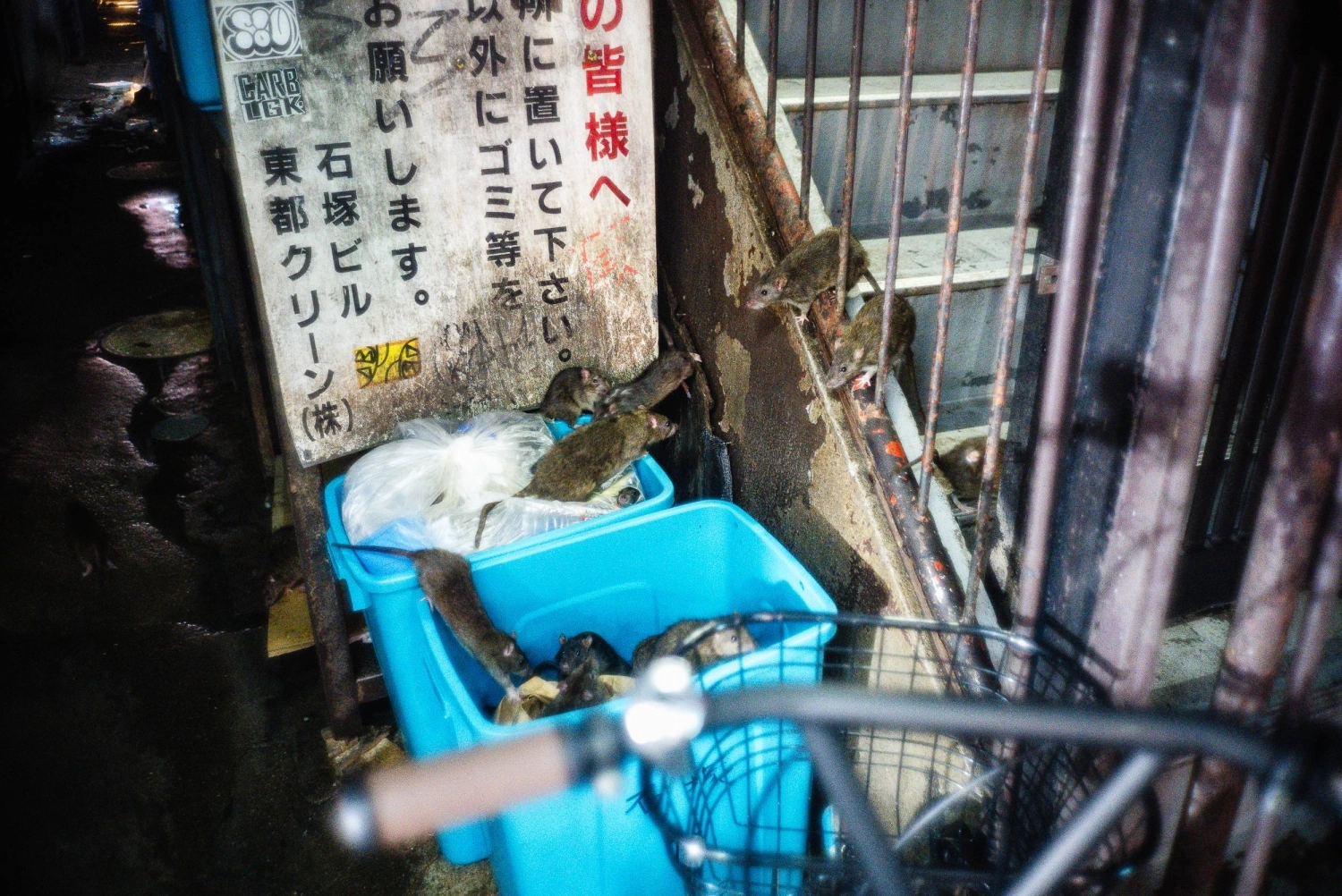 Open access to garbage from establishments like restaurants and bars provides the city's rat population with a nightly feast. Open access to garbage from establishments like restaurants and bars provides the city's rat population with a nightly feast.
