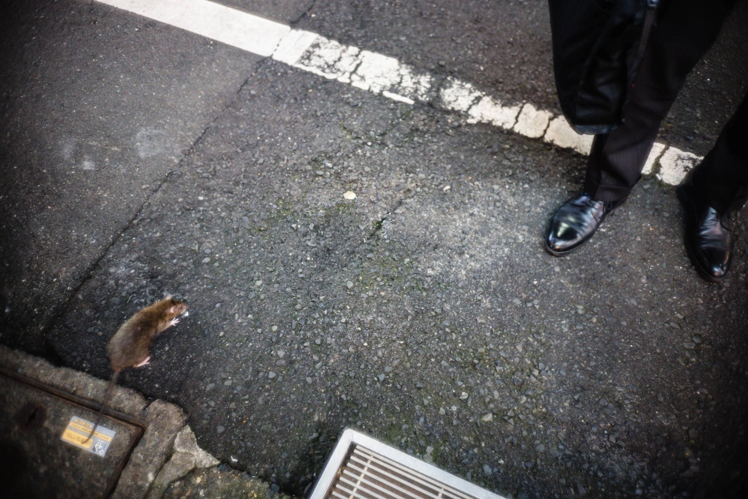 Considering how many cities around the world deal with rats, some believe it's time to start looking at solutions that involve living together. Considering how many cities around the world deal with rats, some believe it's time to start looking at solutions that involve living together.