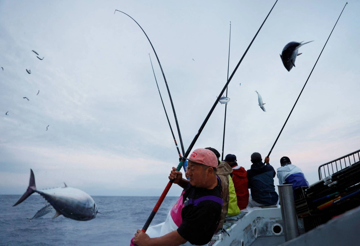 A crew member catches a skipjack tuna using a traditional fishing pole in Tosa Bay off Kochi Prefecture in May 2022. A crew member catches a skipjack tuna using a traditional fishing pole in Tosa Bay off Kochi Prefecture in May 2022.